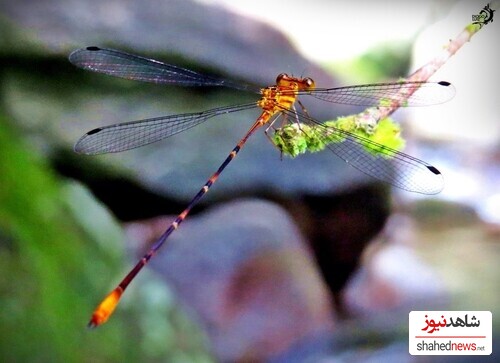 Heteragrion freddiemercuryi, H. brianmayi, H. rogertaylori, و H. johndeaconi